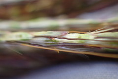 Bothriochloa insculpta