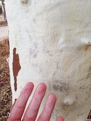 Eucalyptus camaldulensis arida