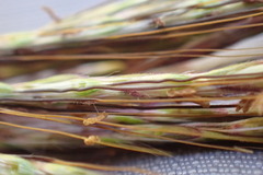 Bothriochloa insculpta