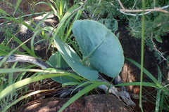 Cyphostemma oleraceum