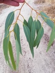 Eucalyptus camaldulensis arida