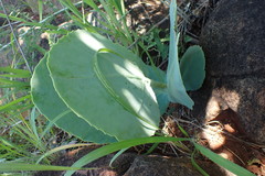 Cyphostemma oleraceum