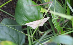 Timandra convectaria