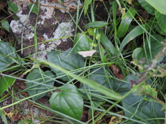 Timandra convectaria