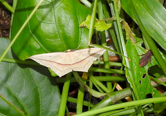 Timandra convectaria