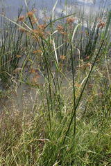 Cyperus fastigiatus
