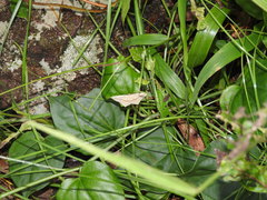 Timandra convectaria