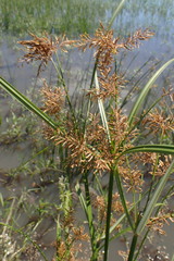 Cyperus fastigiatus