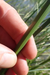 Cyperus fastigiatus