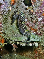 Hippocampus comes