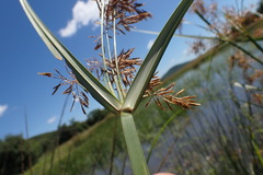 Cyperus fastigiatus