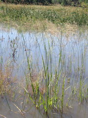 Eragrostis planiculmis