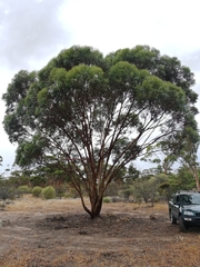 Eucalyptus salubris