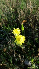 Pyrrhopappus pauciflorus