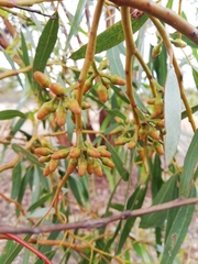 Eucalyptus salubris