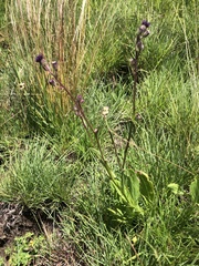 Senecio discodregeanus