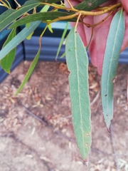 Eucalyptus salubris