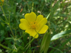 Potentilla pedata