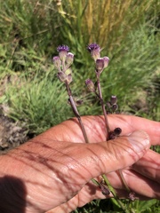 Senecio discodregeanus