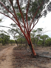 Eucalyptus salubris
