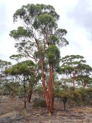 Eucalyptus salubris