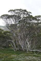 Eucalyptus pauciflora niphophila