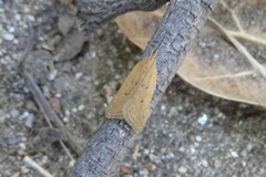 Helcystogramma badia