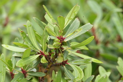 Tasmannia xerophila