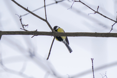 Parus major