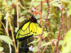 Ornithoptera goliath