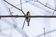 Parus major