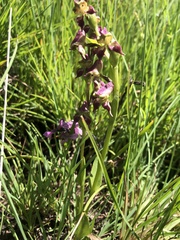 Disperis stenoplectron