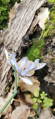 Iris histrio