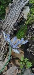 Iris histrio