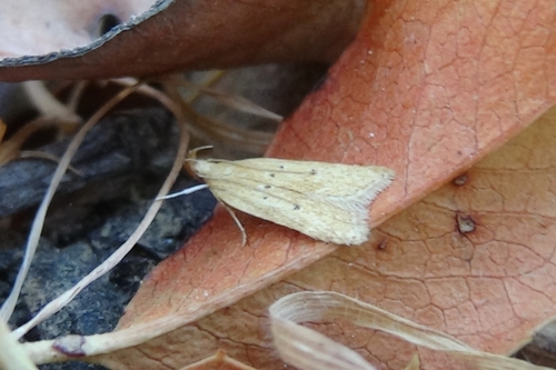 Helcystogramma badia photo 4