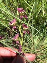 Disperis stenoplectron