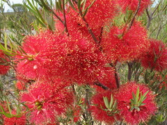 Melaleuca fulgens