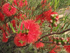Melaleuca fulgens