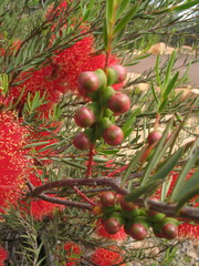 Melaleuca fulgens