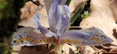 Iris histrio
