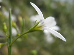 Cyphanthera racemosa