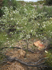 Cyphanthera racemosa