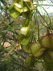 Dioscorea hastifolia