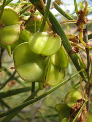 Dioscorea hastifolia