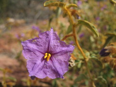 Solanum oldfieldii