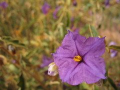 Solanum oldfieldii