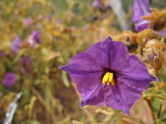 Solanum oldfieldii