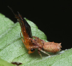 Arkys dilatatus