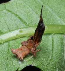 Arkys dilatatus