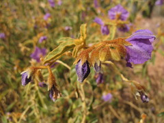 Solanum oldfieldii